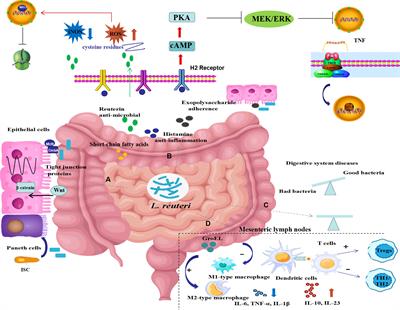 Lactobacillus reuteri in digestive system diseases: focus on clinical trials and mechanisms